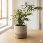 דקלית מצויה